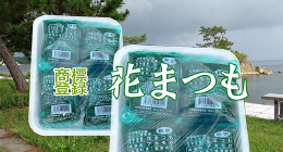 花まつも.png